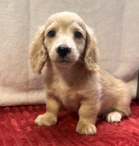 Reserved* Cream girl