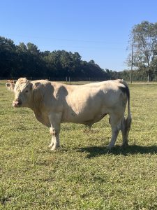 Charolais Bull