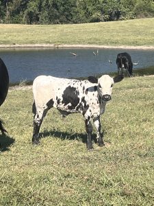 Black and white bull yearling