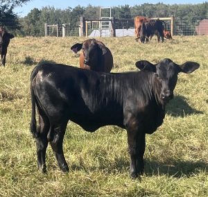 Black brangus heifer