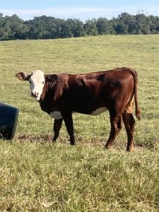 Red and white face heifer